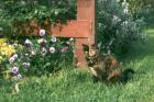 Purple Pansy Cat