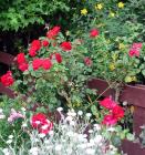 Red Rose Fence