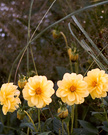 Yellow Dahlias 1