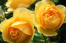 Yellow Rose Austin