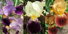 Bearded Iris Flowers