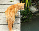 Cat Bridge Ginger