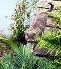 Garden Bridge Grey Cat