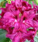 Magenta Rhododendron