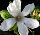 Magnolia Stellata Flower