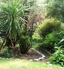 Path Cordyline Garden