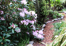 Path Rhododendron Mulch