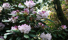 Rhododendron Bush Lilac