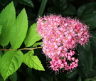 Spiraea Flower