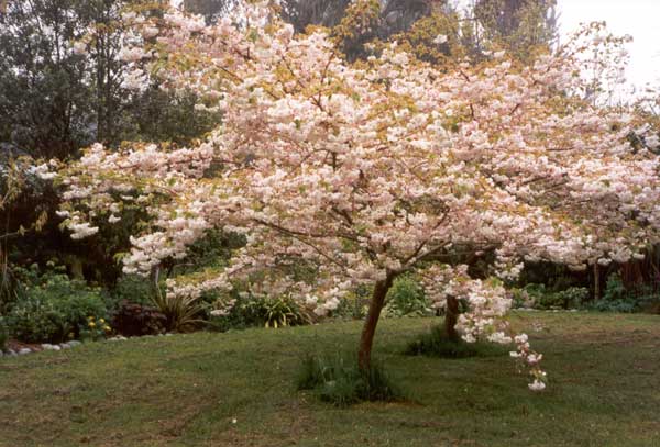 cherry blossom trees pictures. Blossoming Cherry Tree