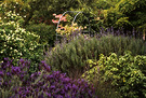 Lavender Garden Azalea
