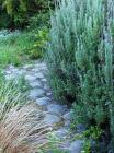 Lavender Rosemary Garden Path