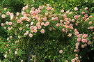 Phyllis Blooming Rose