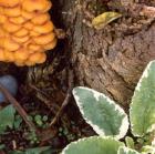 Scrophularia Fungi