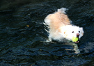 Dog Pond Swim