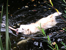 Dog Swim Pond