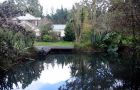 Garden Pond Reflection Flax