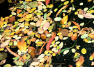 Leaves Autumn Floating