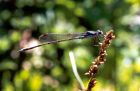 Pond Dragon Fly Photo