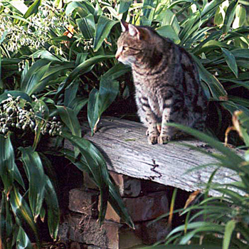 garden bench sifter cat