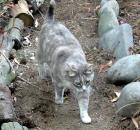 Cat Path Stones