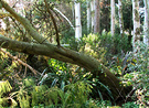 Fallen Trees Wattle