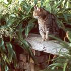 Garden Bench Sifter Cat