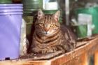 Glasshouse Garden Cat
