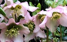 Hellebore Pink Flower
