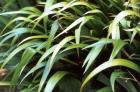 Iris Japonica Plant