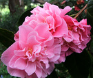 Late Camellia Flowering