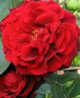 Old Rose Red