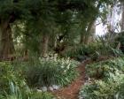 Wattle Wood Garden Path