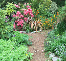 Woods Path Rhododendron