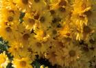 Yellow Chrysanthemum Flowers