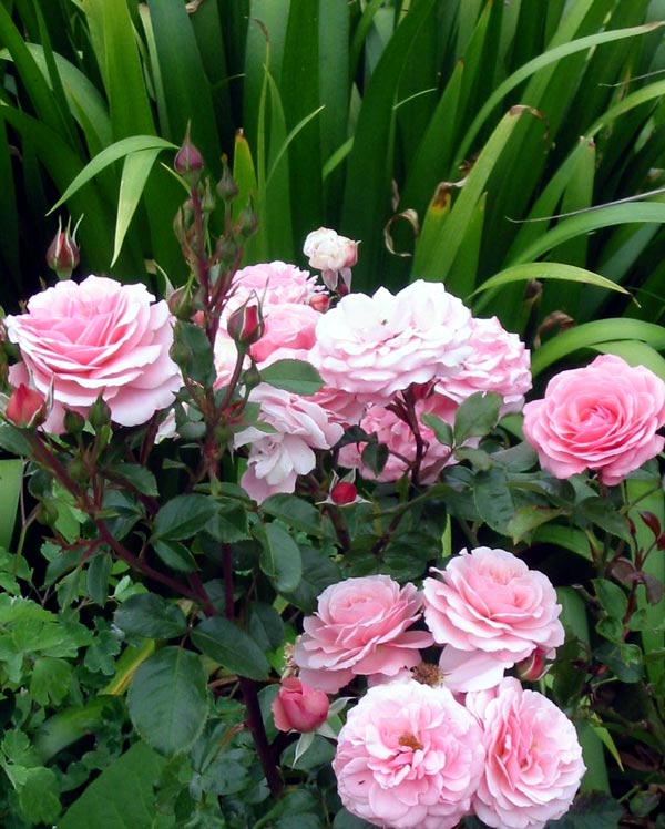 pink-rose-bloom.jpg