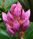 Rhododendron Blue Purple
