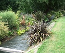 Upstream Willow