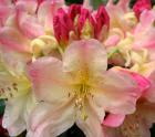 Virginia Richards Rhododendron