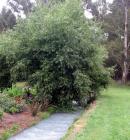 Willow Tree Stream