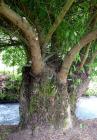 Willow Tree Stump
