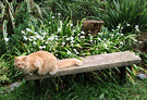 Wobbly Bench Cat