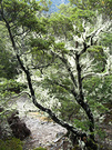 Beech Forest Lichen