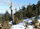 Beech Snow Forest