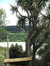 Cordyline River Stile