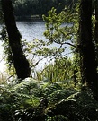 Fern Forest Lake