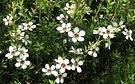 Manuka Flowers
