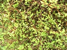 Olearia Texture Leaf