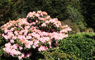 Rhododendron Native Bush