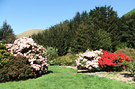 Rhododendron Reserve